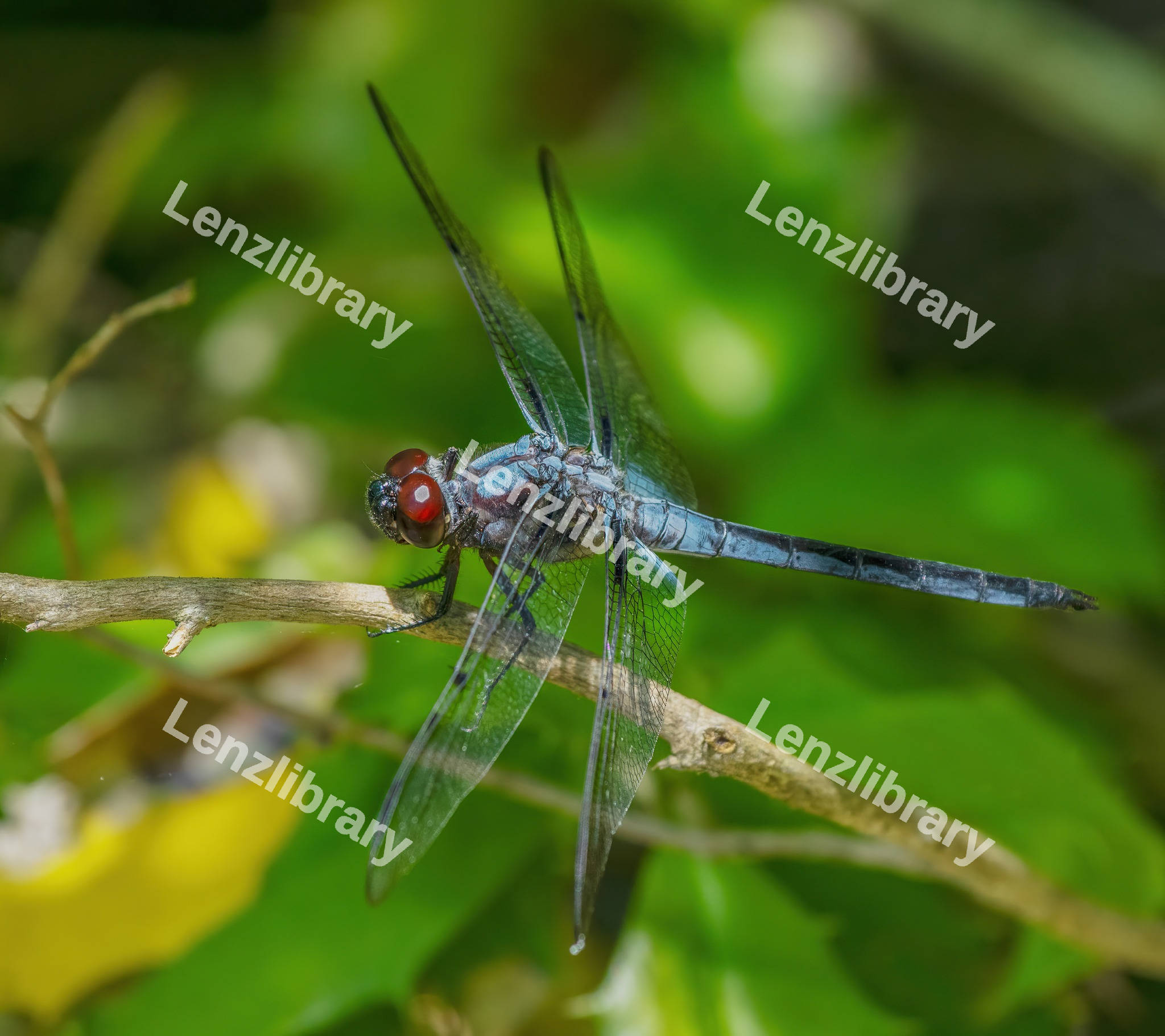 Blue Dragonfly